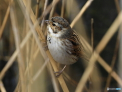 オオジュリン　②　200219 