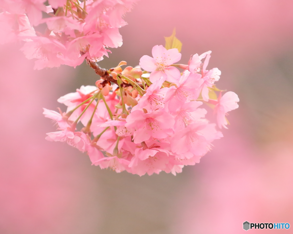 河津桜　①　190310