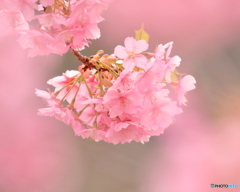 河津桜　①　190310