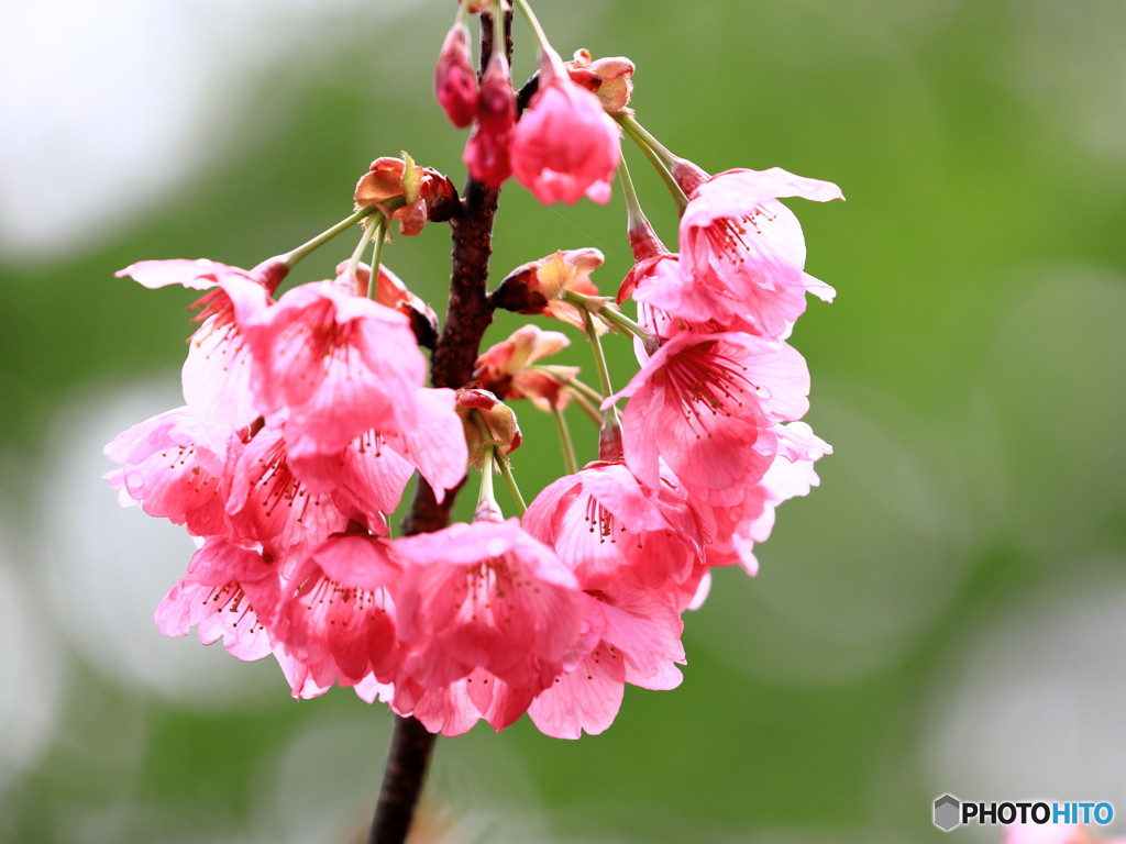 横浜緋桜　①　200329