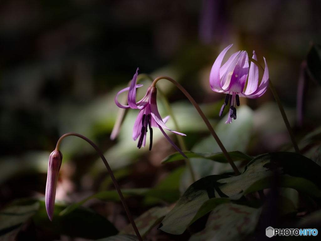 カタクリの花　③　210314 