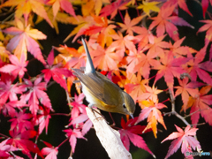 ルリビタキ　④　201213