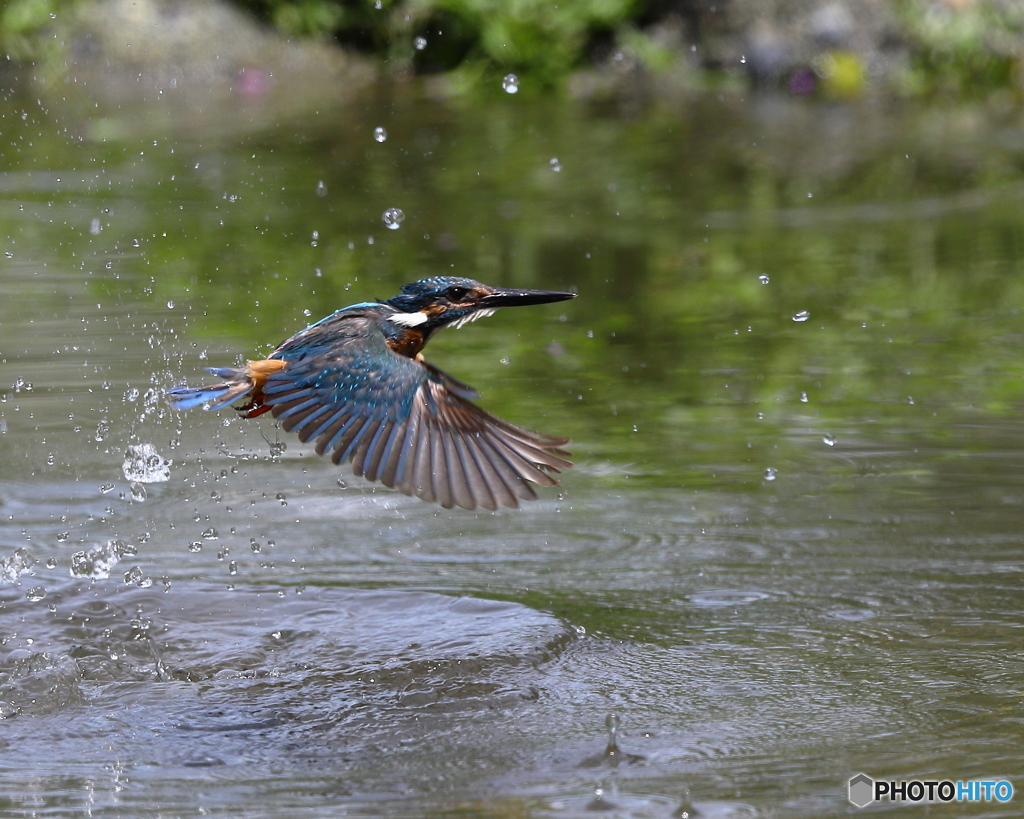 カワセミ　④　190806 