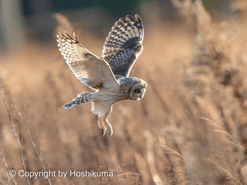 コミミズクの狩り　⑤　220117 