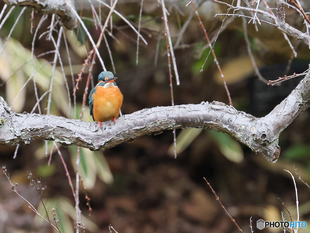 五目鳥撮り　⑤　210111