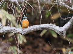 五目鳥撮り　⑤　210111