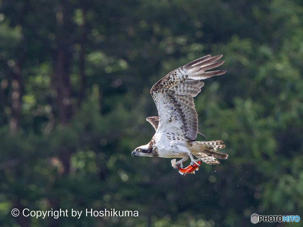 ミサゴと緋鯉　　220617 