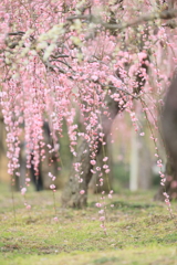 枝垂れ梅　③　200220