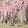 枝垂れ梅　③　200220