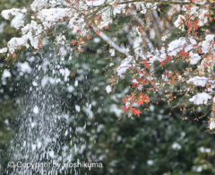 雪モミジ　④　20221224 
