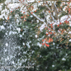 雪モミジ　④　20221224 