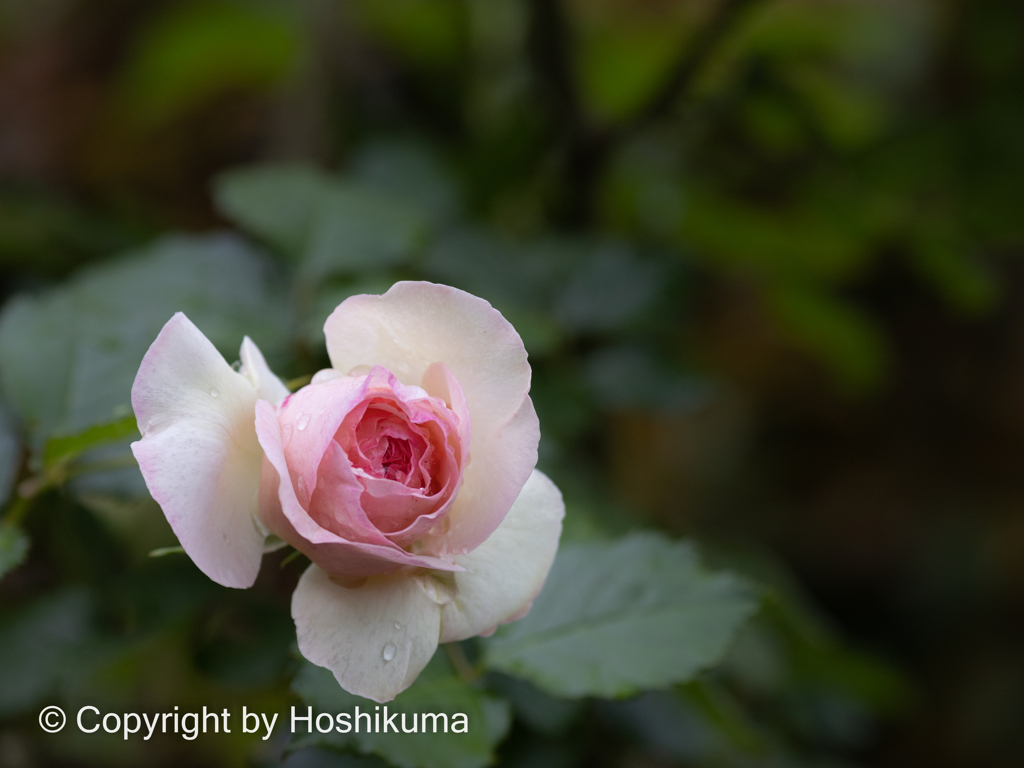 バラの花　①　220510
