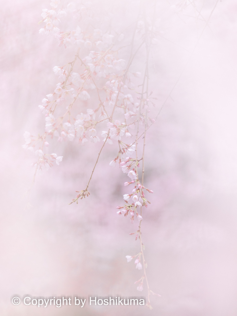 桜　①　220329