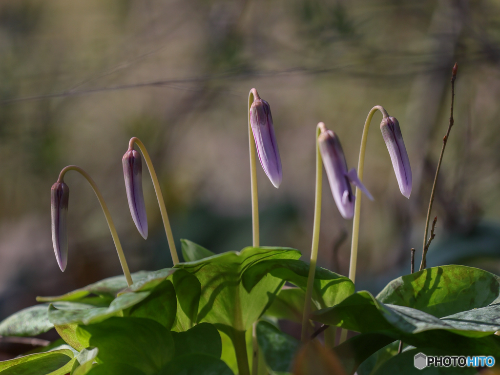 カタクリの花　①　210314 