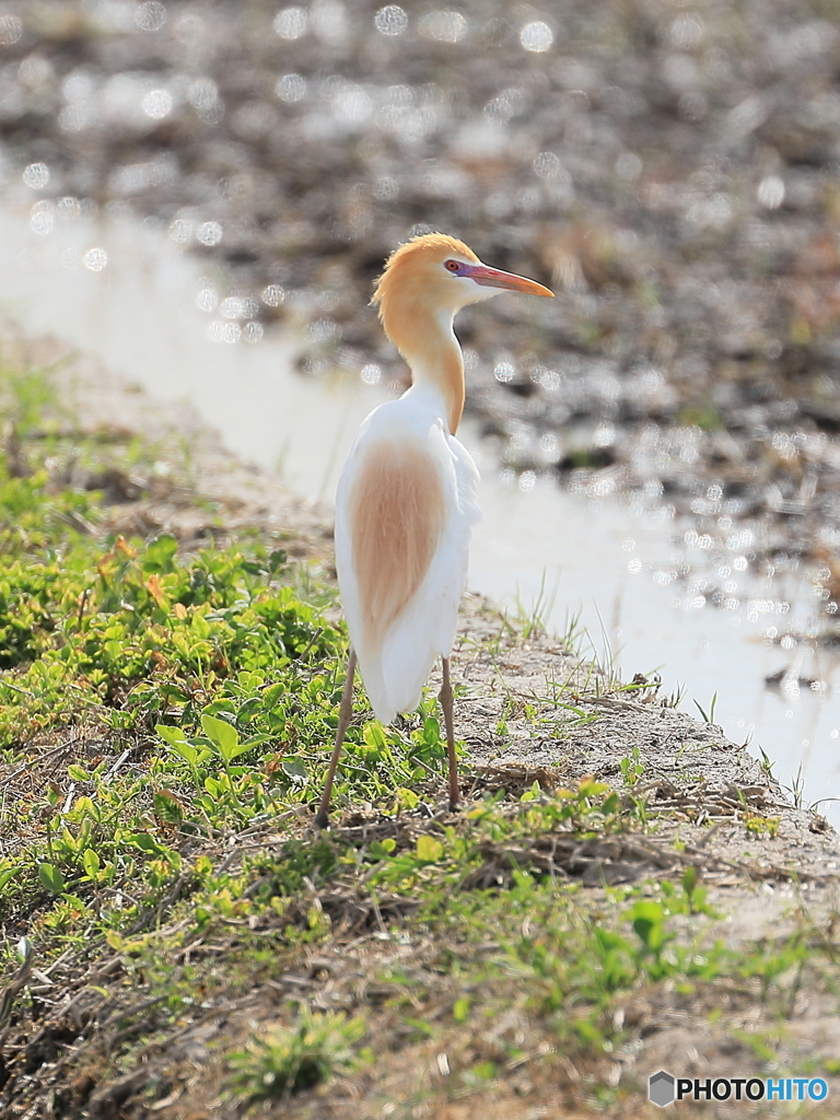 アマサギ　200514 