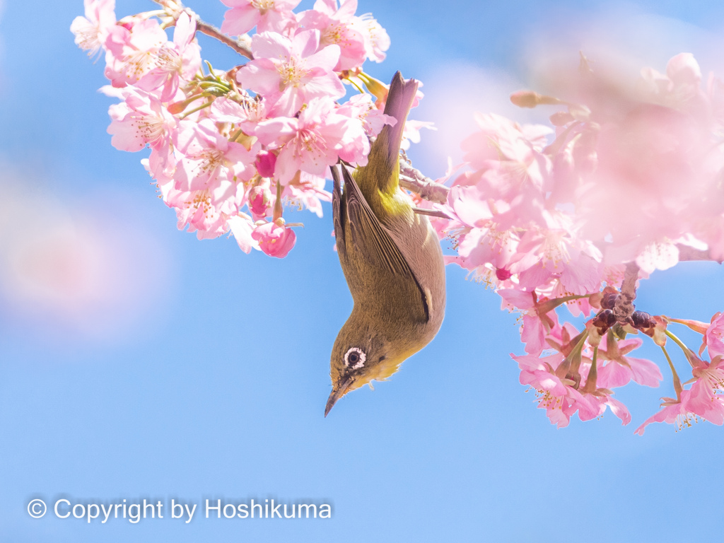 河津桜とメジロ　④　220314 