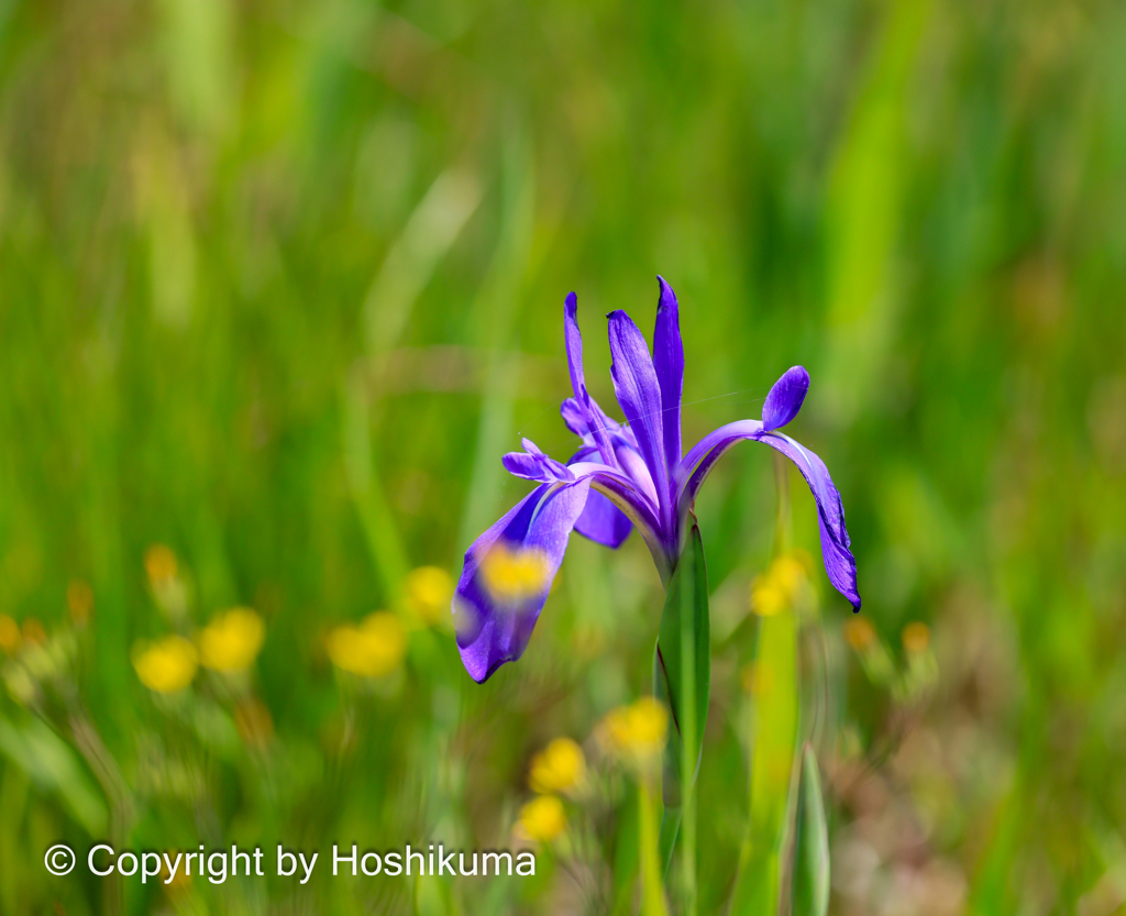 カキツバタ　①　20230509 