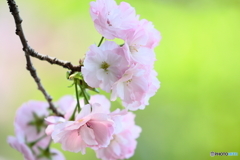 サクラ sakura サクラ