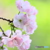 サクラ sakura サクラ