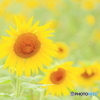 ヒマワリ　①　200804 