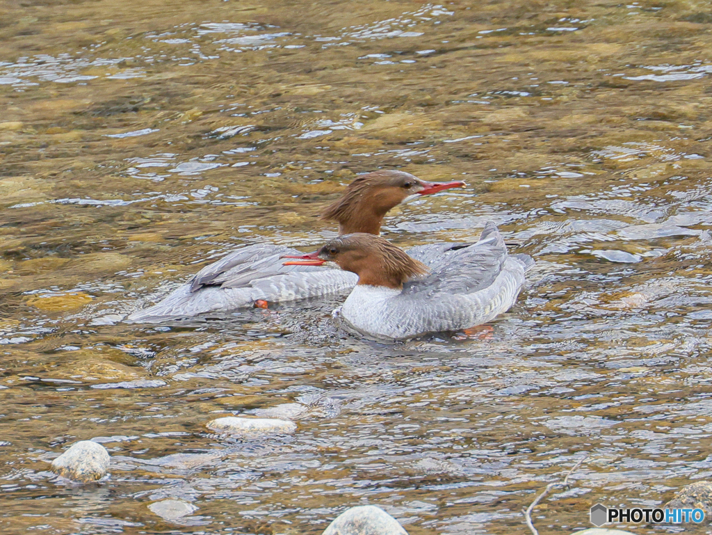 カワアイサ　③　210214