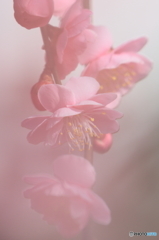 枝垂れ梅Ⅱ
