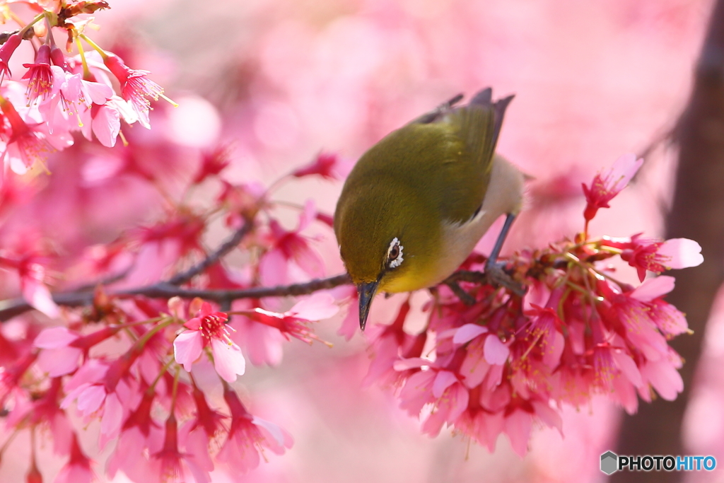 オカメ桜とメジロ　180317