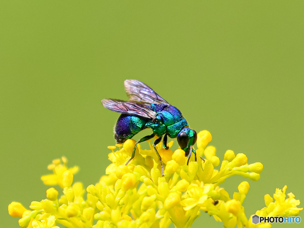 オオセイボウ　②　210822