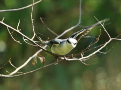 サンショウクイ　④　200429 