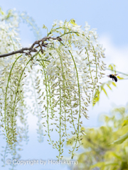 藤の花　②　220423