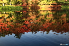 161022 雲場池の晩秋