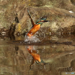 170119 カワセミ　水鏡　参