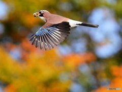 カケスの秋　④　201029 