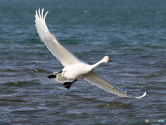 コハクチョウ　①　210211 