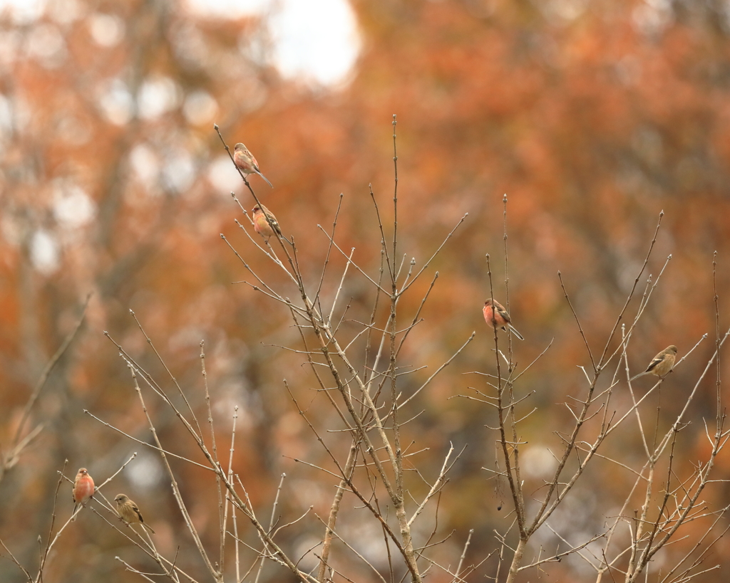 ベニマシコ　⑤　191128 