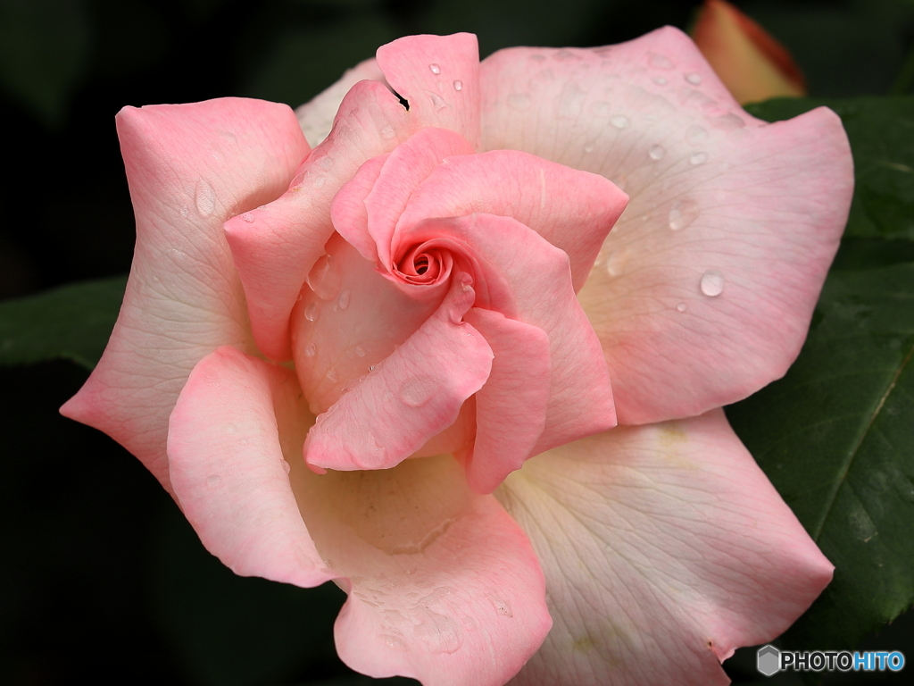 公園の花壇　②　200504 