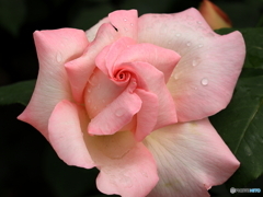 公園の花壇　②　200504 