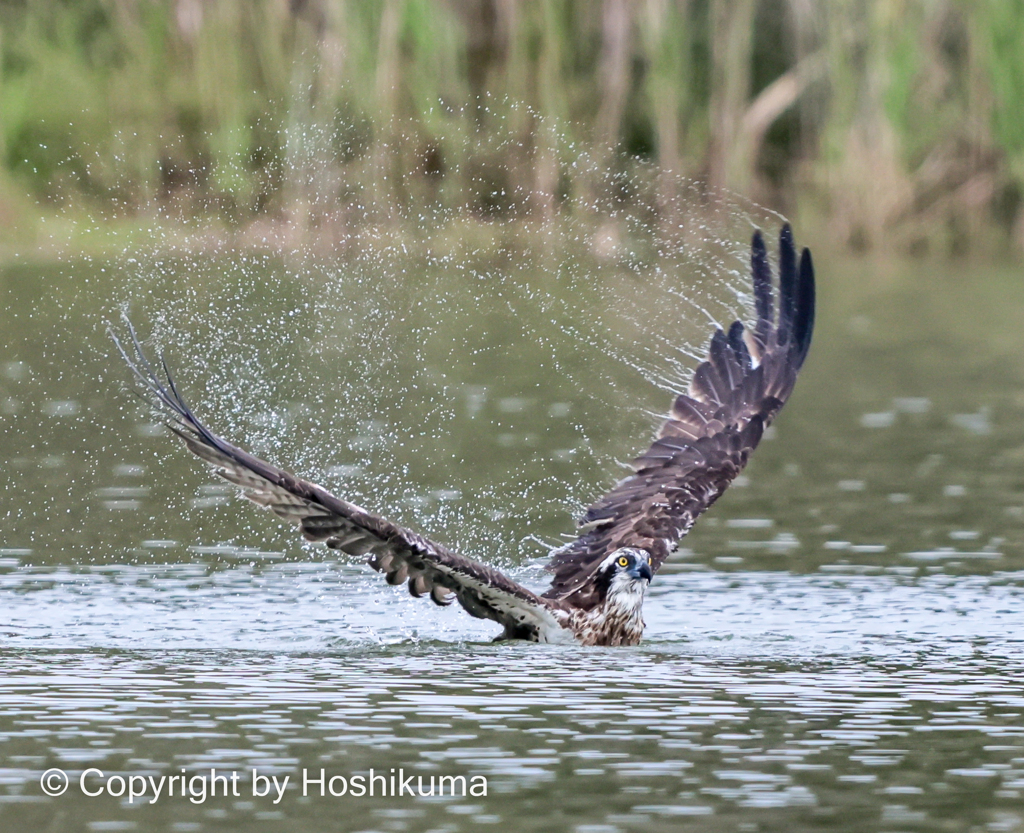 ミサゴ　③　20220915 