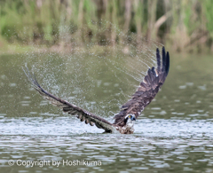 ミサゴ　③　20220915 