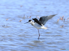 セイタカシギ　④　200419 