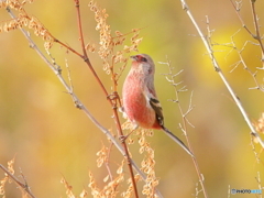 ベニマシコ　①　201129