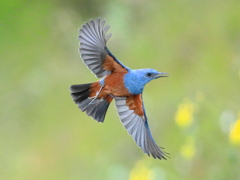 イソヒヨドリ　①　200324