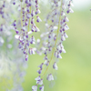 藤の花　③　220423 