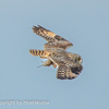 コミミズクの狩り　②　220117 