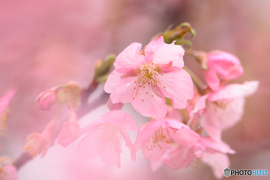 雨上がりの河津桜　①　180309 