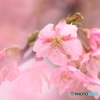 雨上がりの河津桜　①　180309 