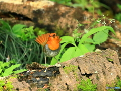 コマドリ　①　200421