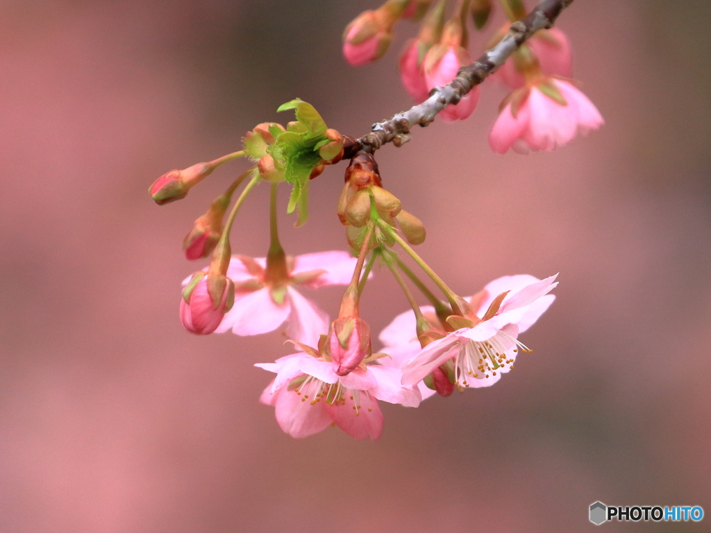 河津桜　①　200222