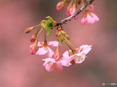 河津桜　①　200222