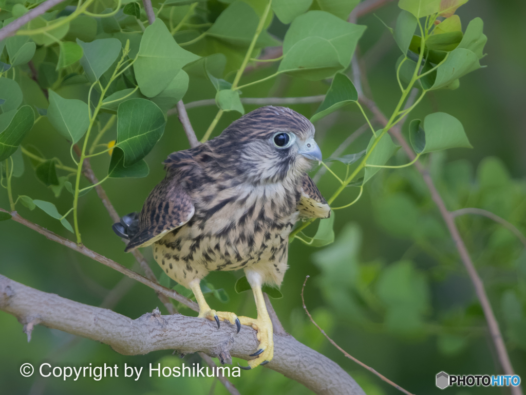 チョウゲンボウのヒナ　①　220527